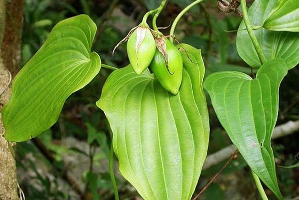 Bách bộ